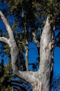 acacia